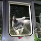 Image for article titled This AI-Powered Cat Door Is a Brilliant Way to Keep a Kitty's Murder Presents Outside